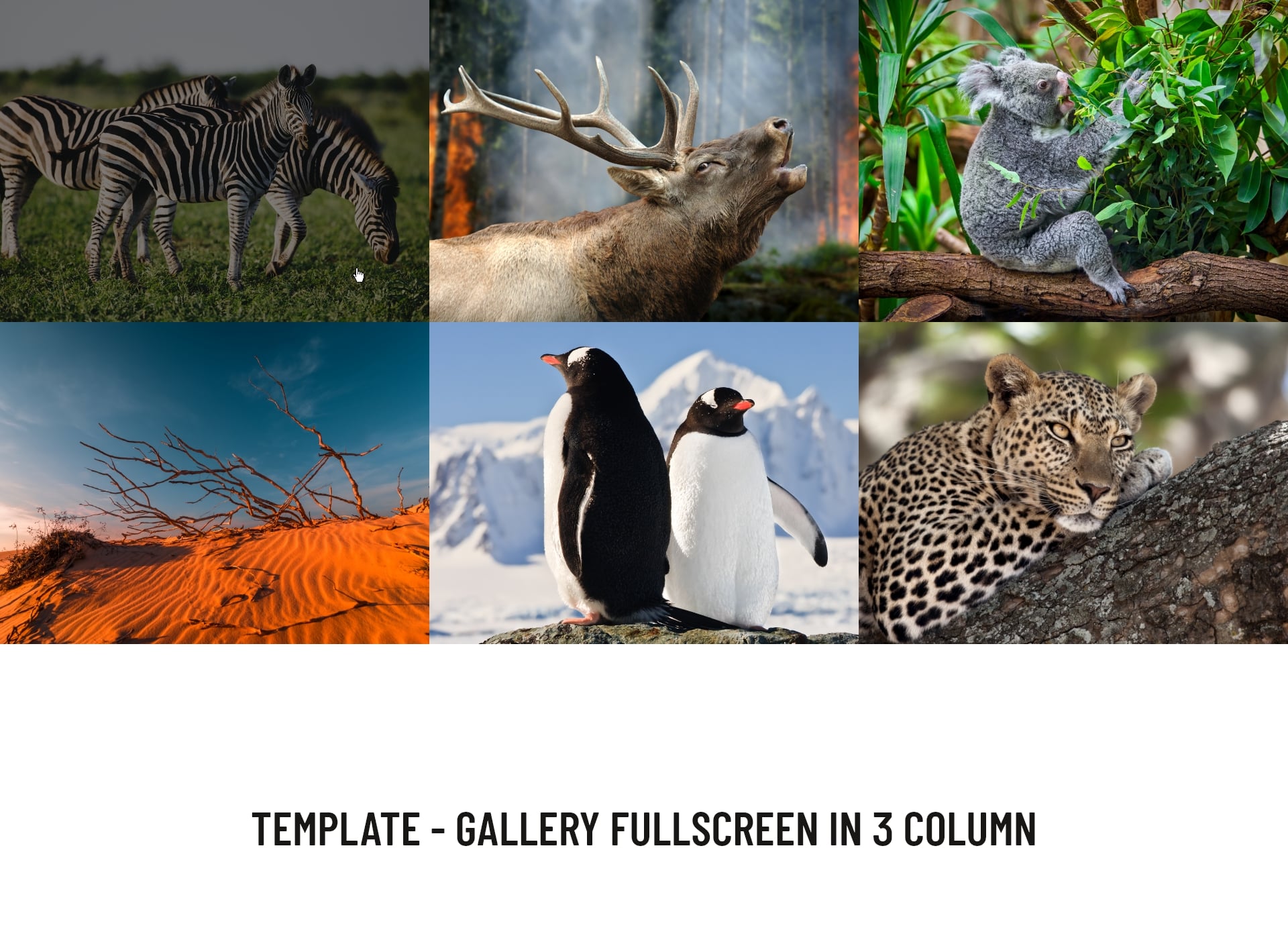 Block - gallery fullscreen in 3 column PRO