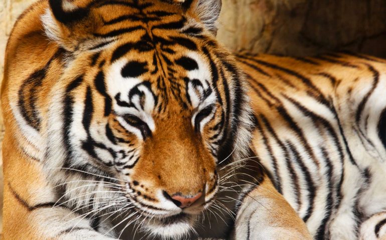 Fantastic specimen  of Bengal tiger posing placidly