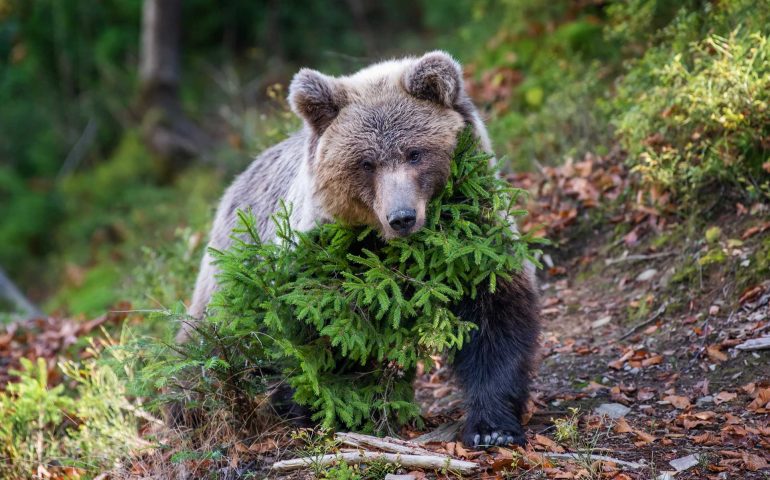 Bear in yellow forest. Autumn trees with bear, Ursus arctos, fall colours