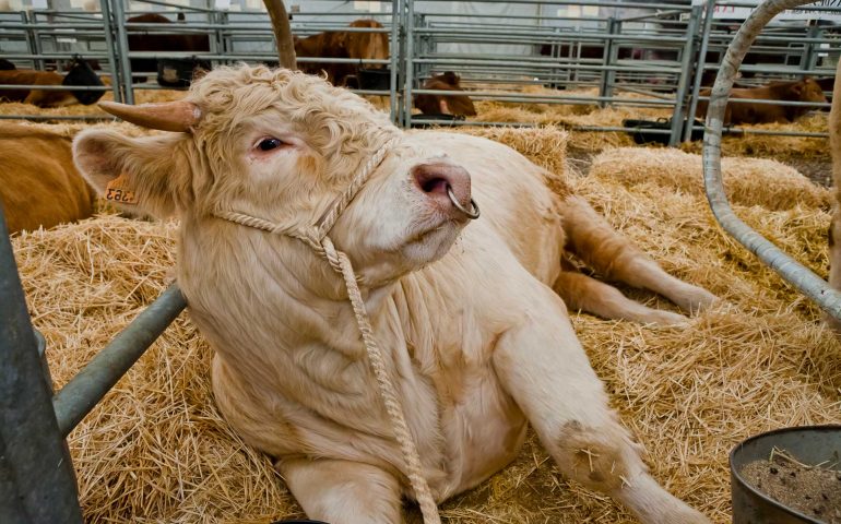 Bull beef breed Charolais, is a race that has a very good meat conformation, Pozoblanco, Cordoba province, Andalusia, Spain