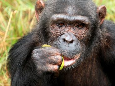 chimpanzee-uganda-BG5RSJV