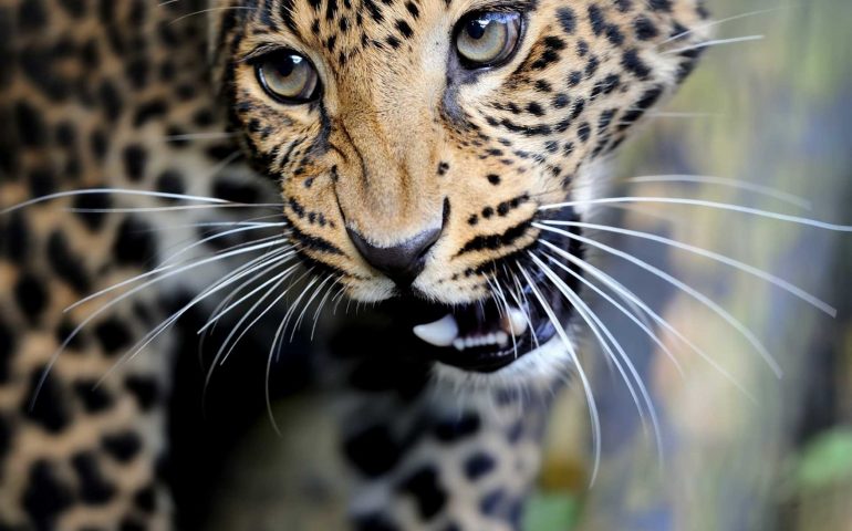 Close up angry leopard portrait