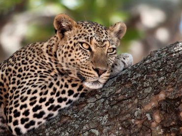 Close-up of a leopard lying in branch of tree