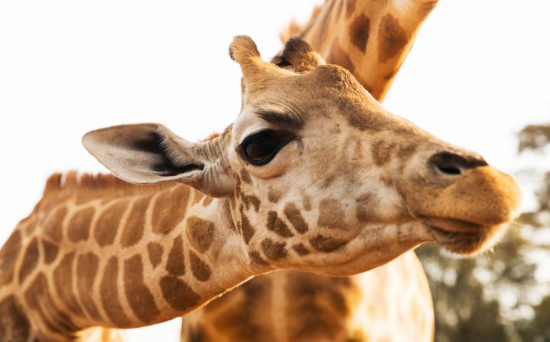 animal, nature and wildlife concept - close up of giraffes in africa