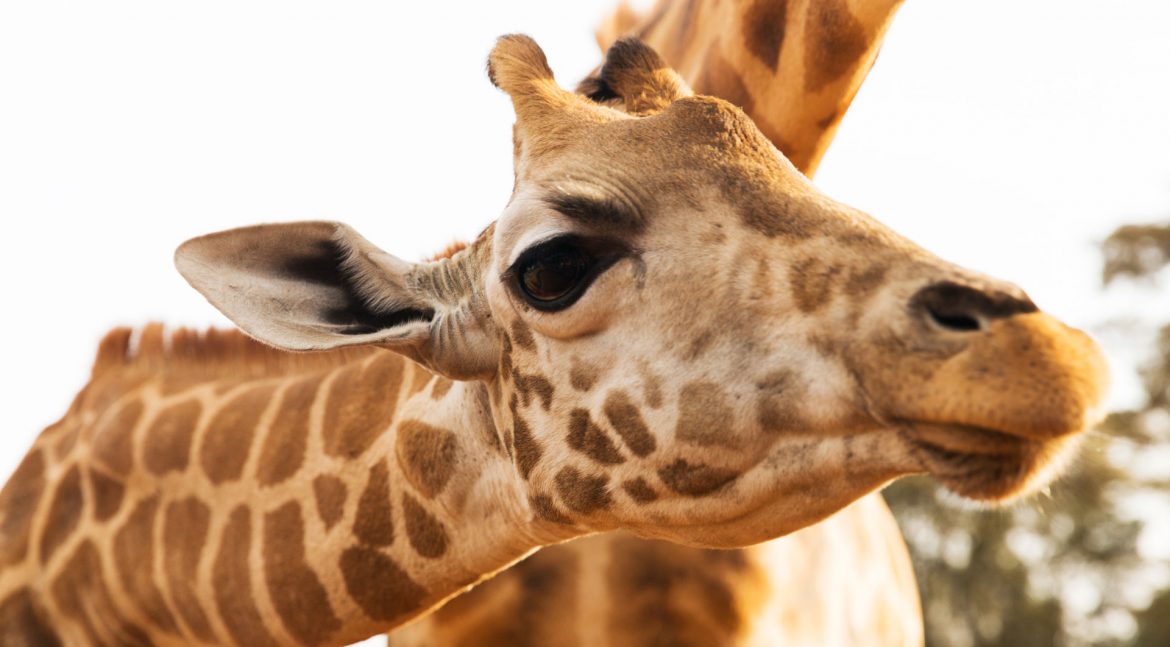 animal, nature and wildlife concept - close up of giraffes in africa