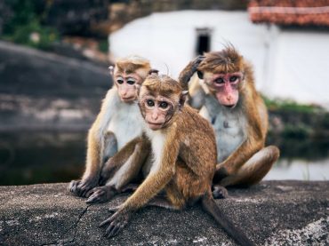 group-of-cute-monkeys-MT5YSHX