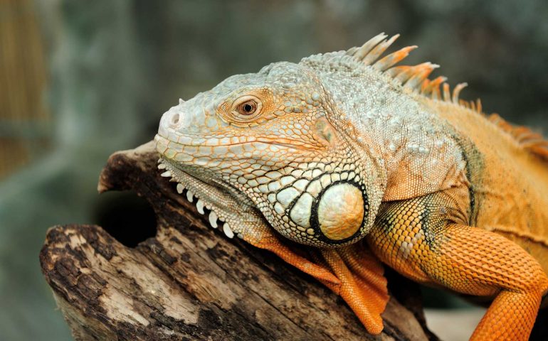 Portrait of macro shot on iguana head