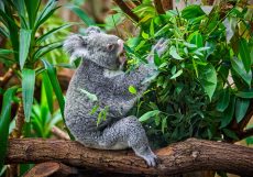 koala bear in the zoo