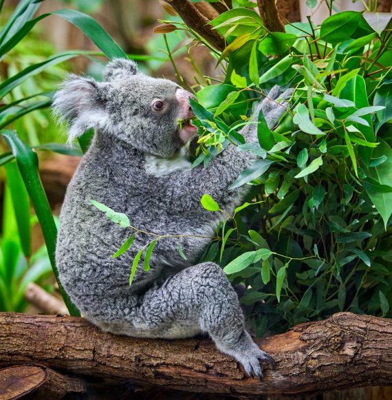 koala bear in the zoo