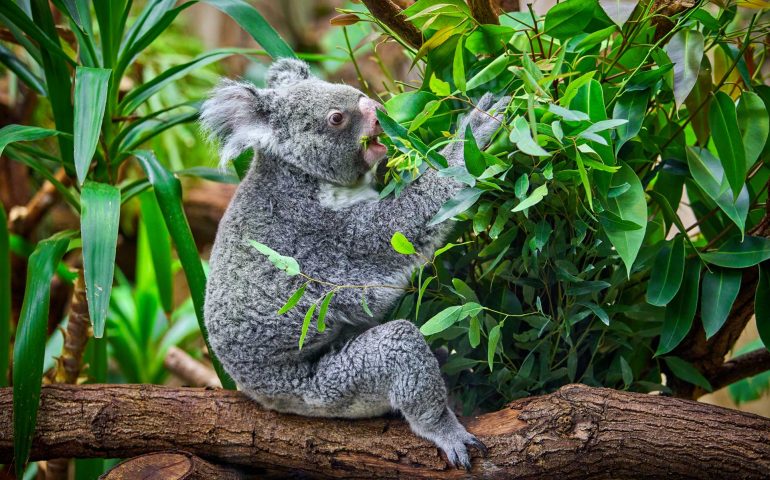 koala bear in the zoo