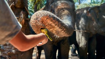 Little boy feeding a banana to a group of Asian elephants at an animal sanctuary in Thailand