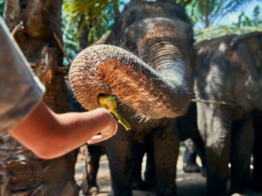 Little boy feeding a banana to a group of Asian elephants at an animal sanctuary in Thailand