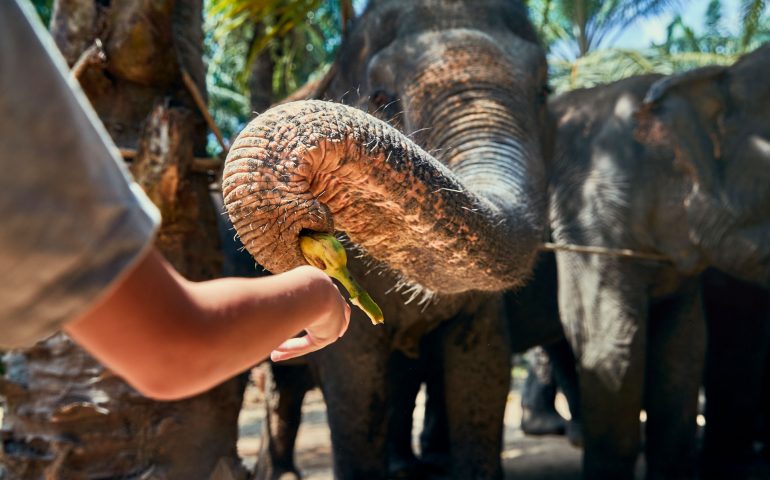 Little boy feeding a banana to a group of Asian elephants at an animal sanctuary in Thailand