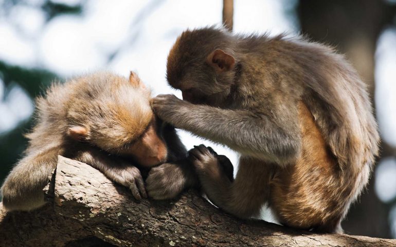 macaque in rainforest sitting on tree