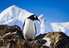 penguin have fun standing on the rocks