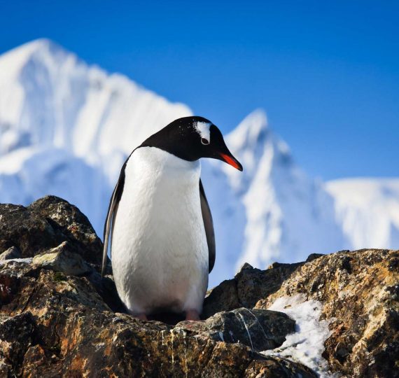 penguin have fun standing on the rocks