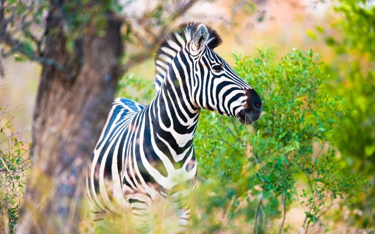 plains-zebra-equus-quagga-profile-view-VGDN6VN