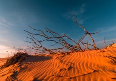 stunning-view-of-lonely-sand-dunes-PEHMLXP