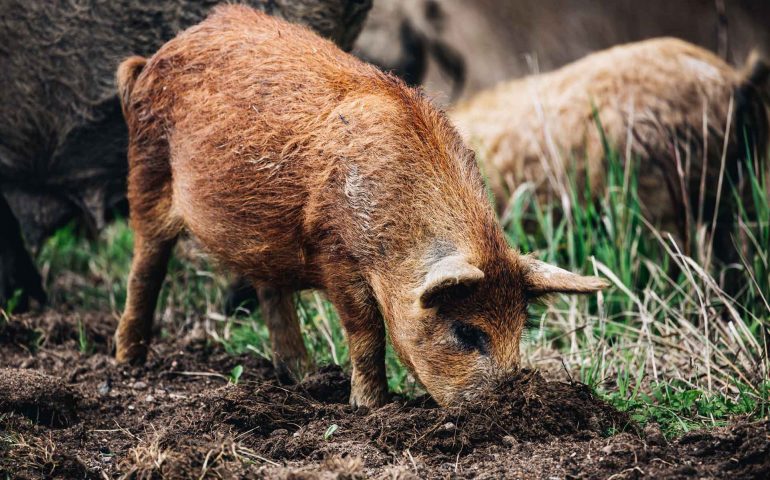 wild-boars-sus-scrofa-animal-family-with-baby-2J53RPM